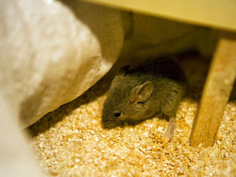 鼠害控制